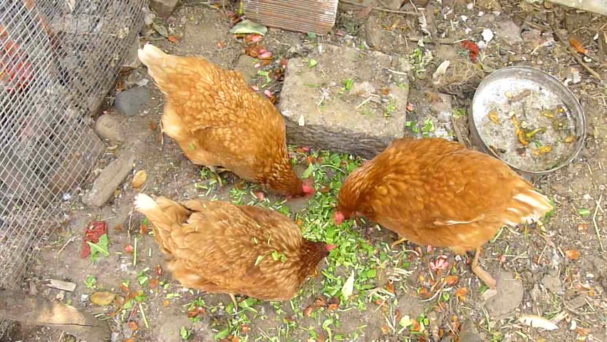 domestic fowls eating in chicken coop