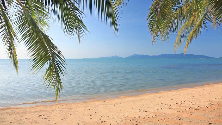  tropical beach and palm leaves