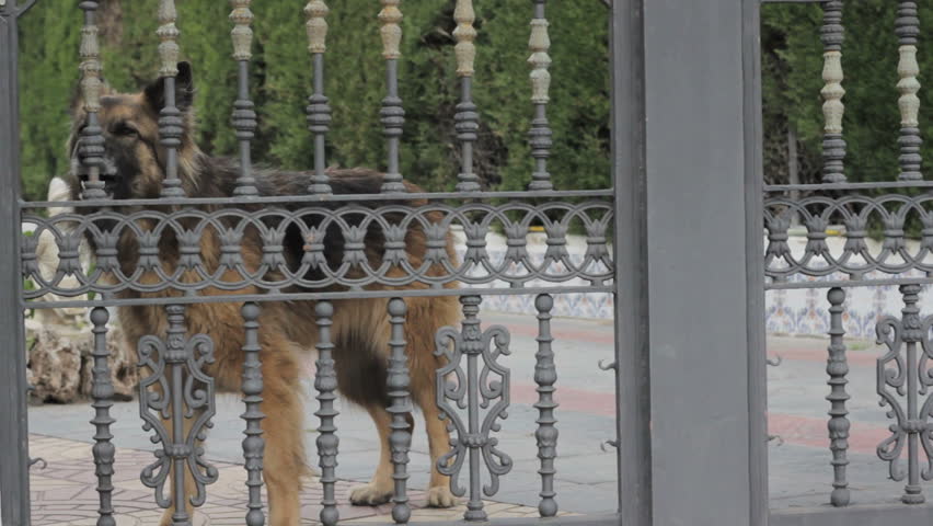 Dog barking behind a fence