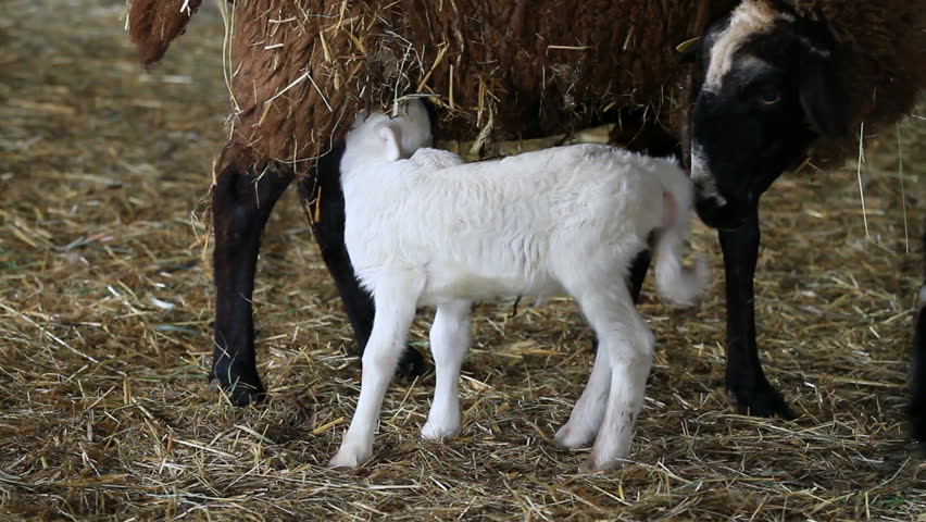 baby lamb feeding