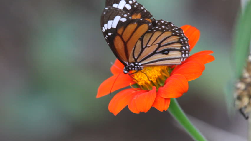 Monarch Butterfly 