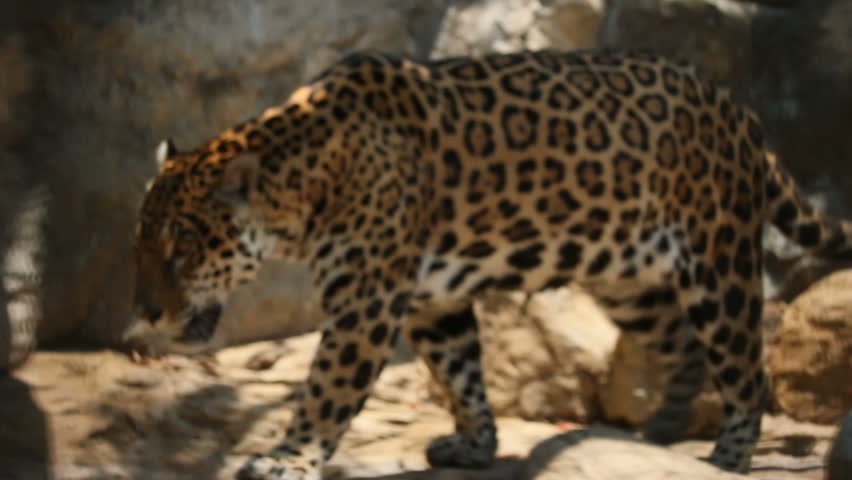 jaguar
