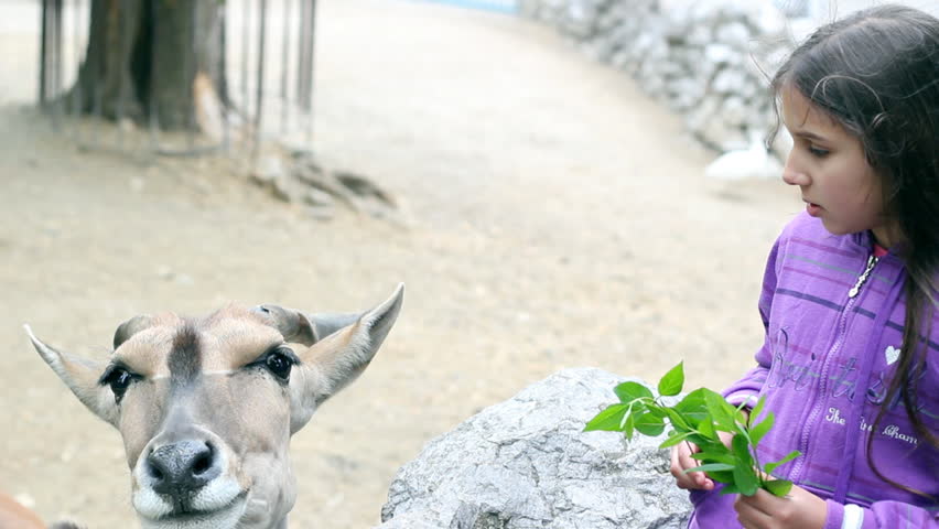 Little girl feeding Eland antelope. HD 1080p.