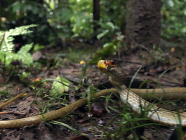 Olive whipsnake (Chironius fuscus) strikes at camera