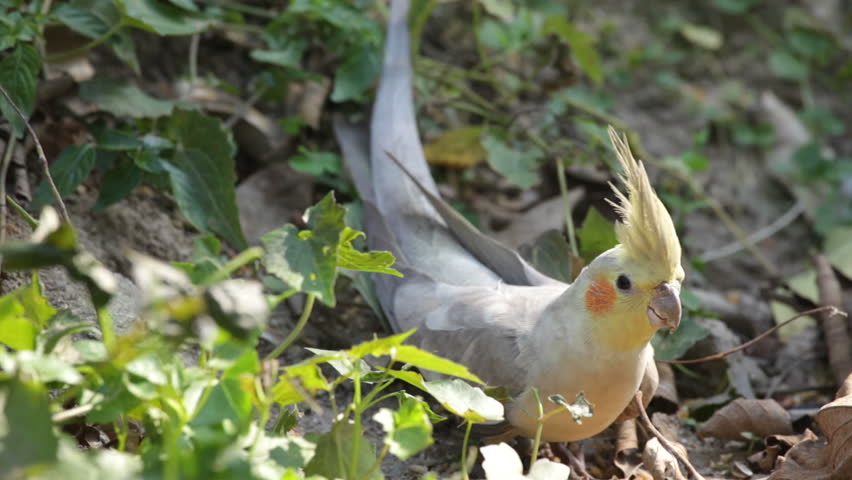 parrot