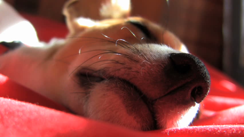 Small Fox terrier napping on a sunny afternoon.