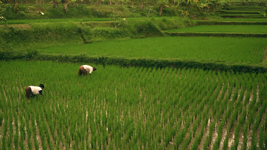 Slow motion shots of asian farmers planting rice in muddy wet rice field. Exotic tropical rice field surroundings. Shot in the famous rice terrasses of Ubud, Bali. 
