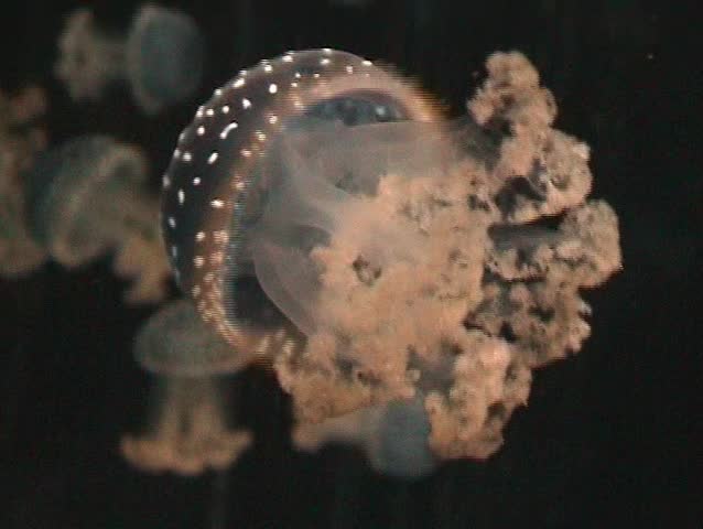 Medusa, jellyfish swimming in sea