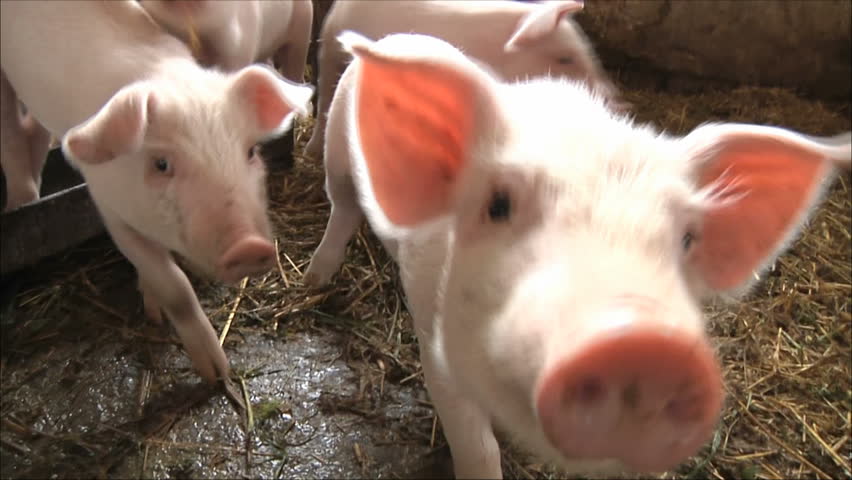 pigs treated camcorder and climb snout in the lens