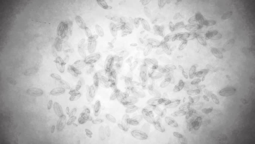 Bacteria