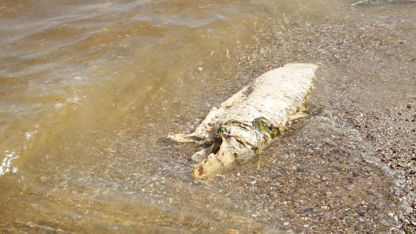 Dead fish  in the river