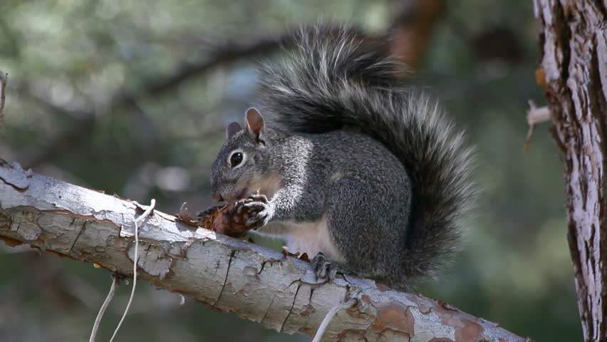 Bushy-tailed squirrel grasps pine cone between paws, nibbles, chews, spits out scales, rotates it, strips cone while sitting on tree branch. 1080p