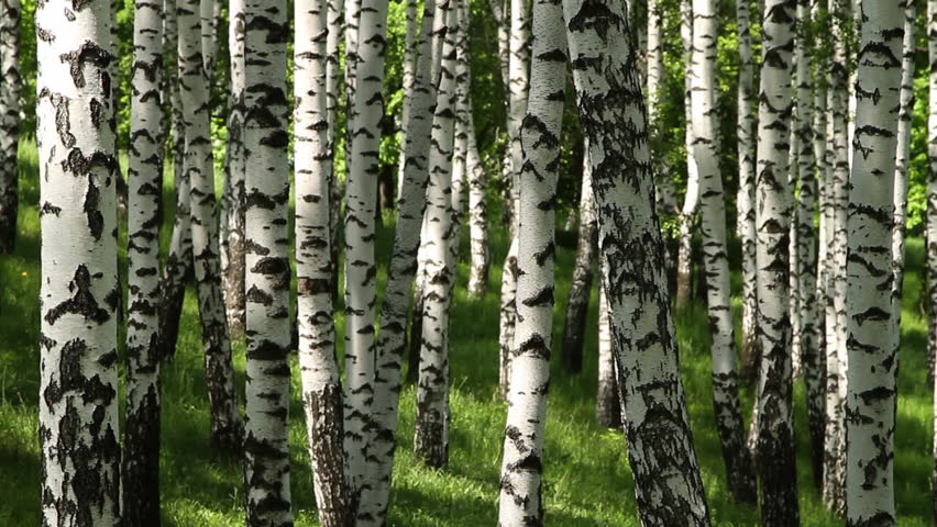 trunks of birch trees in spring day as a background