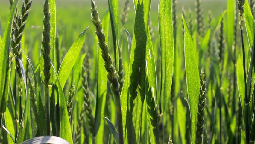fresh corn field with camera motion