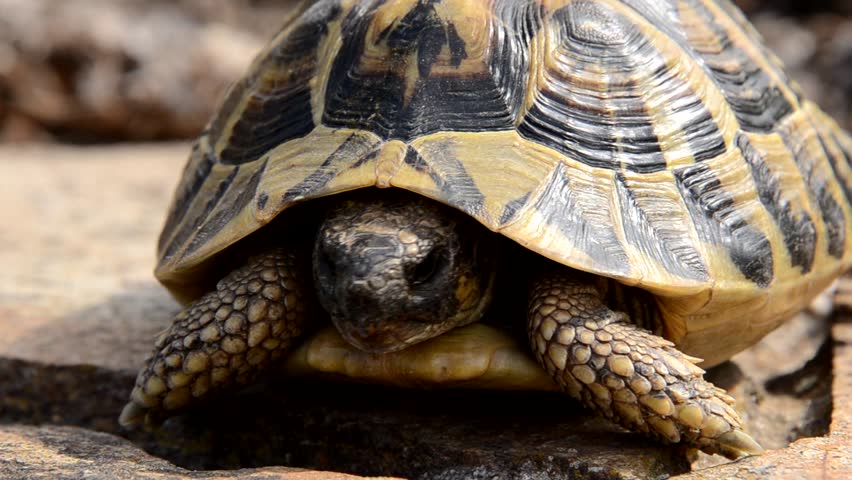 tortoise  