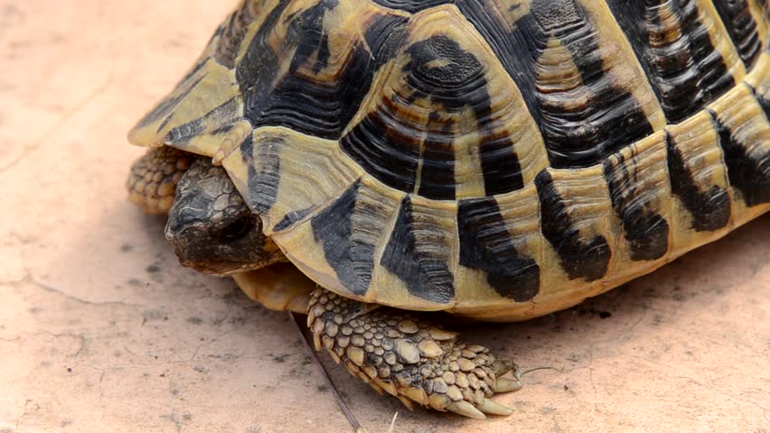tortoise  
