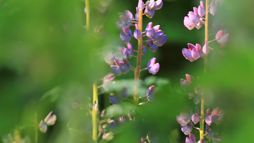 sage in forest. shot with dolly