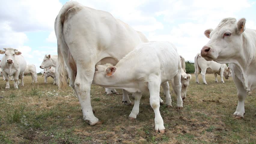 Closeup on calf suckling cow udder