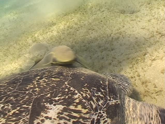 Remora holding on a huge turtle