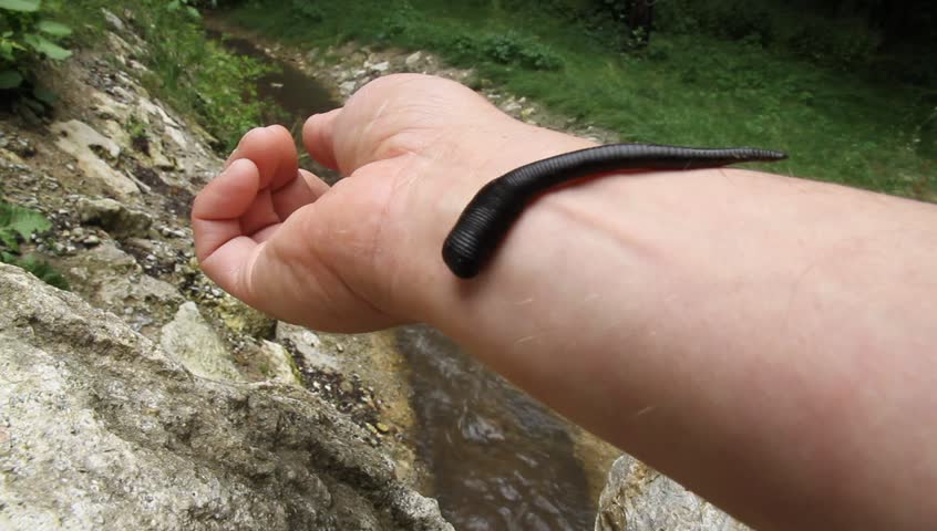 Austrian medical leech (Hirudo medicinalis) 