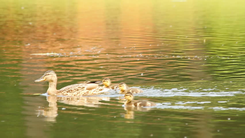 duck and her ducklings on the lake