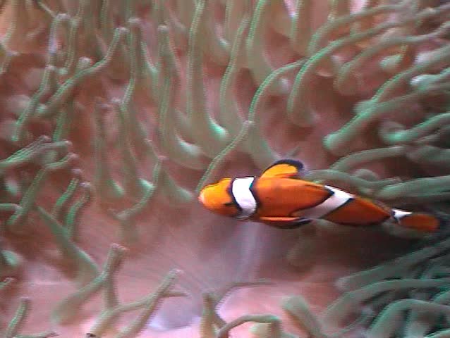Clown fish darting amongst the stinging tentacles of the Sea Anemone 