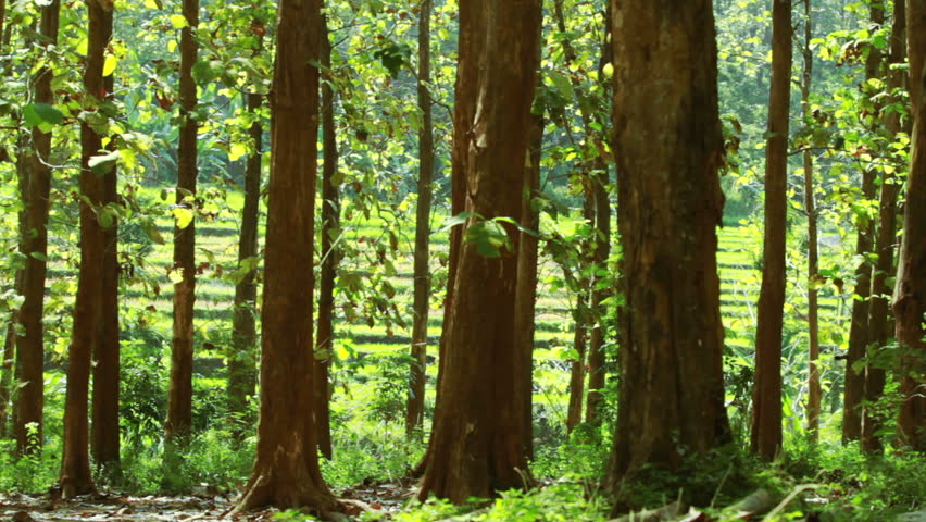 forest in spring