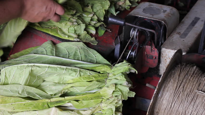 Preparation for drying tobacco leaves