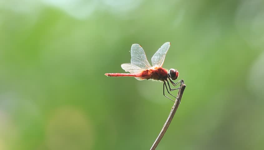 Movement of a red dragon fly