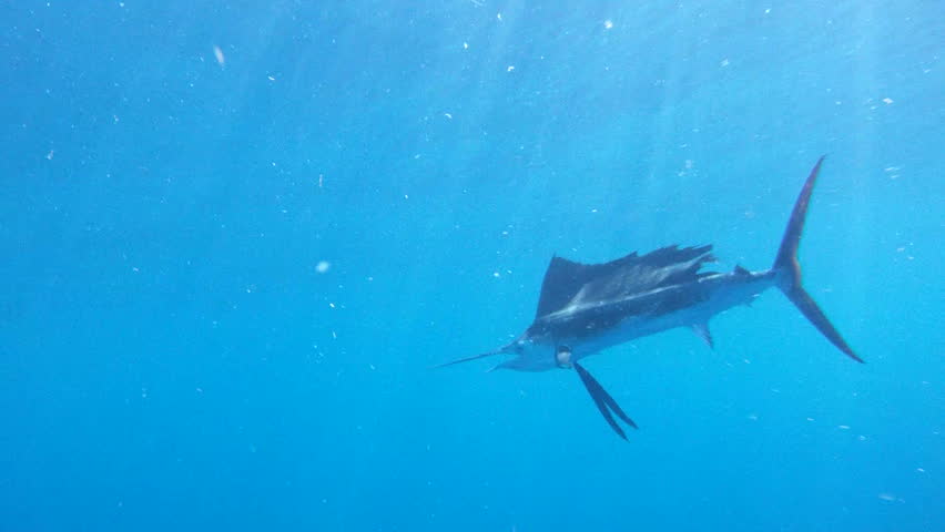 Sailfish