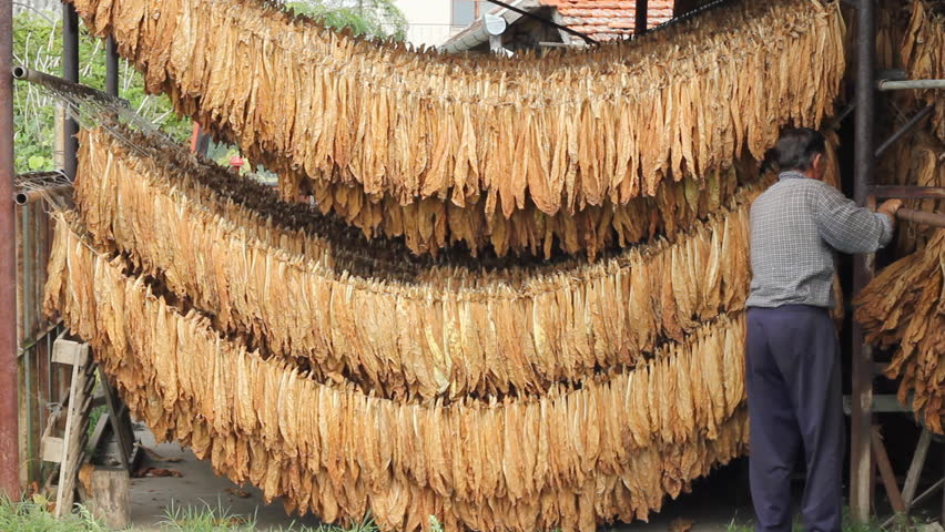 Farmer drying Tobacco