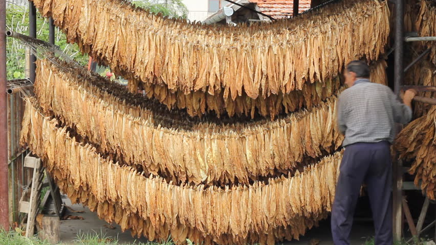 Farmer drying Tobacco