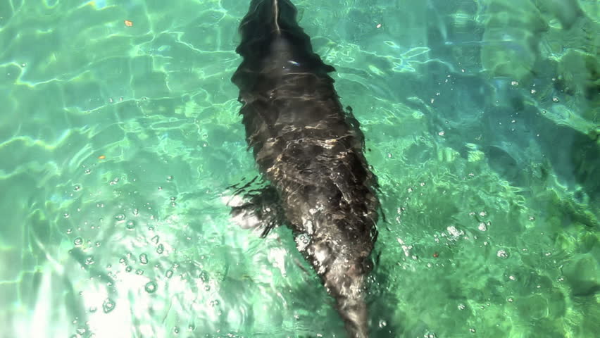 Dolphin inhaling air and swimming away into the distance