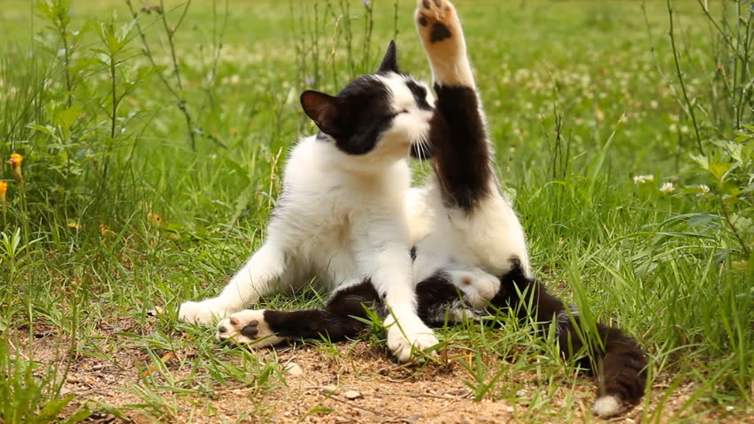 cat washes paw