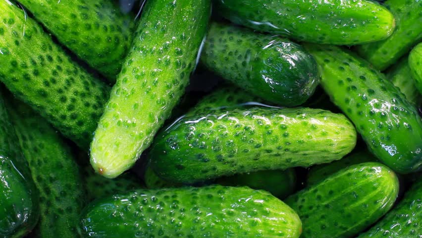 Cucumbers Sorting At The Farm