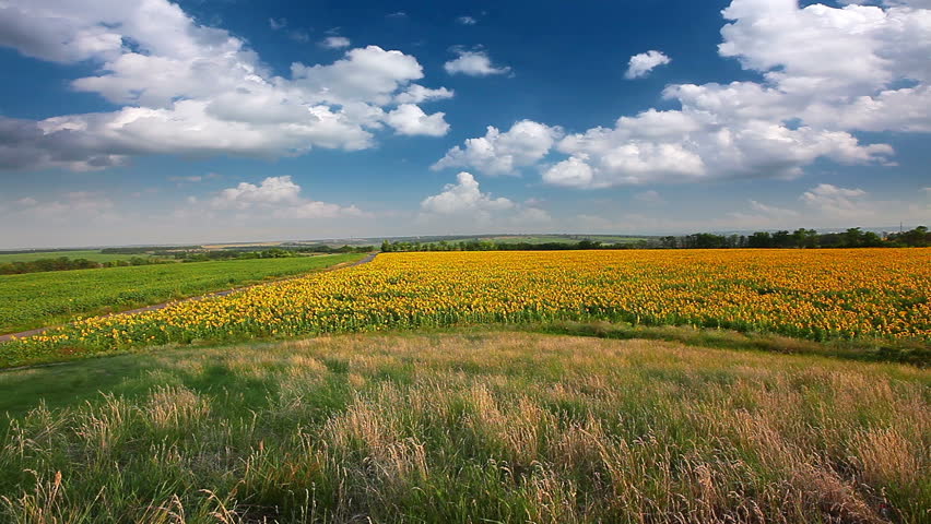summer landscape - field of sunflowers on a background cloudy sky