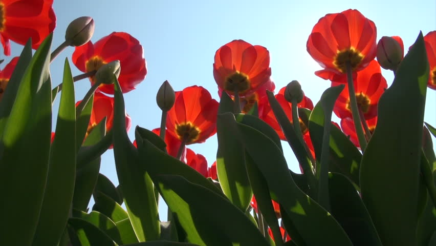 Fresh red tulips and blue sky from a low angle