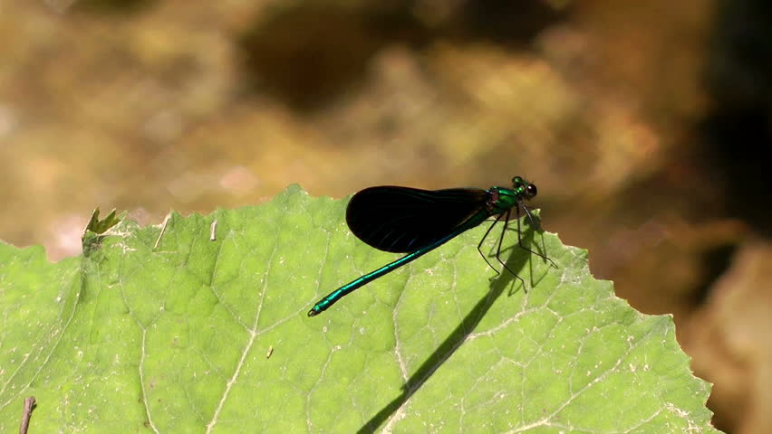 Blue butterfly by a stream