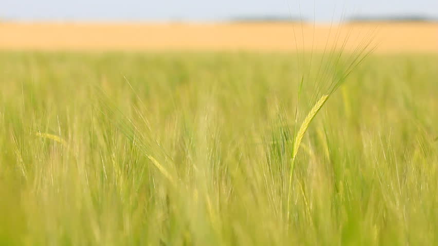 Panning of green rye in the breeze - Cultivated green field background