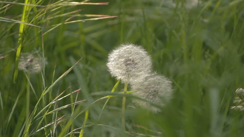 Couple of waving dandelions, covered with seeds in the grass among the weeds. 