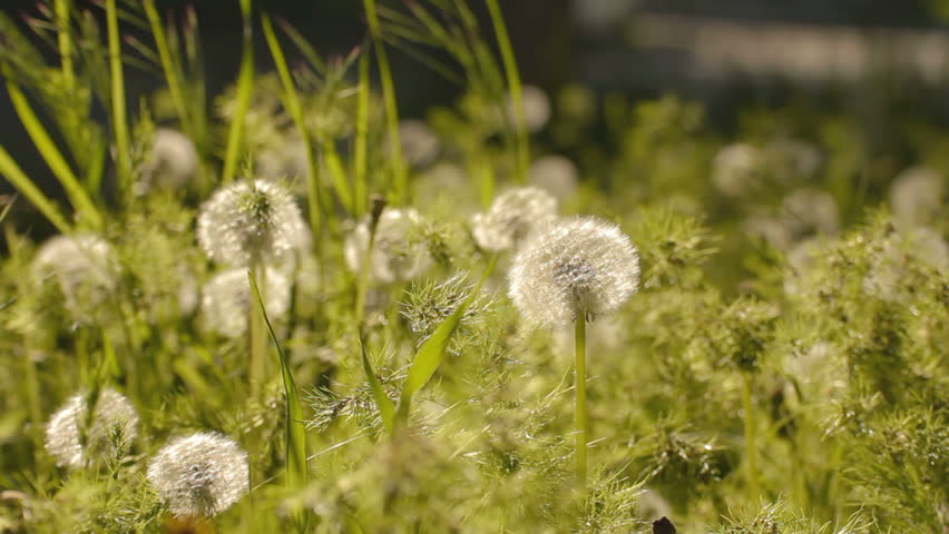 EDIT 2 VIDEO Green weeds and dandelions, covered with seeds swaying on wind. 