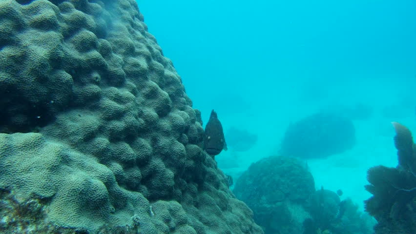 Black Grouper