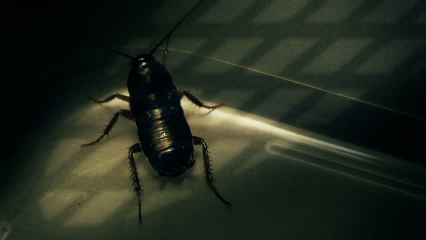 Cockroach moves away from the light.