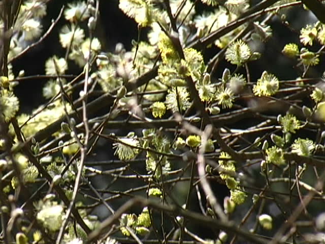 Willow Catkin 