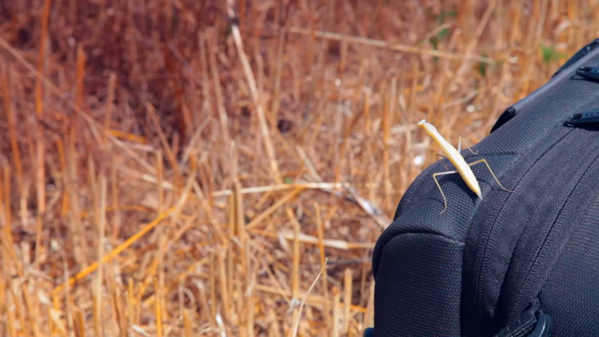 insect mantis on a backpack at sunburnt grass