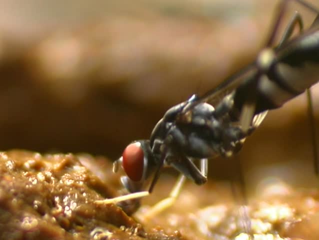 Fly feeding on excrement. Scarab beetle in background