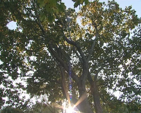 Sun's rays penetrate through the tree branches. Amazing nature view.