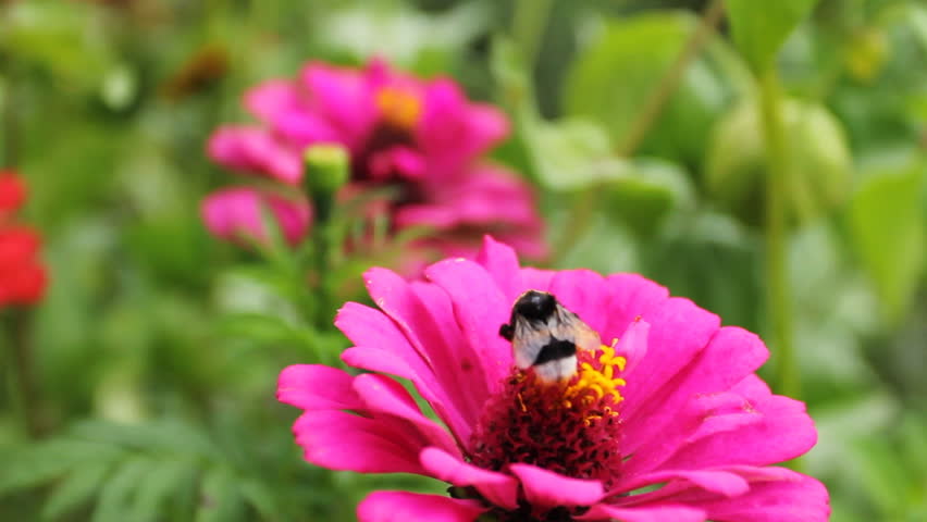 bumblebee (Bombus) on pink flower in garden, close-up