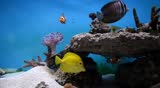 fish in the aquarium