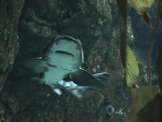 Very close view of a reef spotted shark